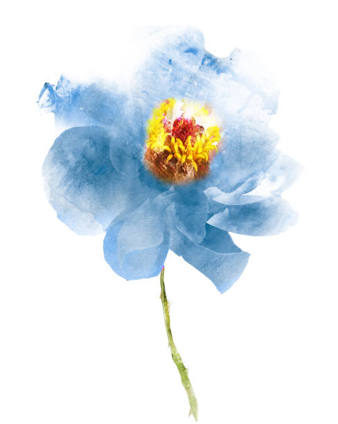 istock Watercolor flower , isolated on white background 1197695587
