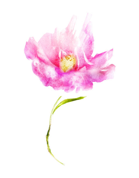istock Watercolor flower , isolated on white background 1197695602