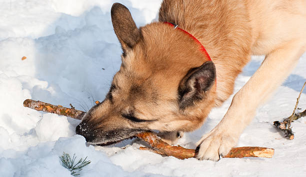 West Siberian Laika (Husky) with a stick in winter forest stock photo