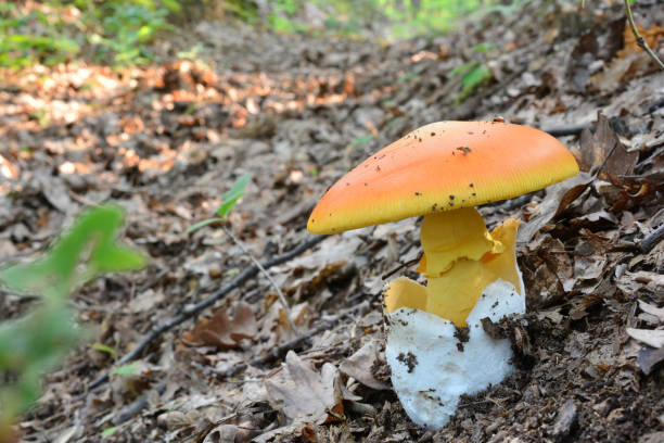 bonita y completamente desarrollada acaarea de amanita - wilderness area close up leaf plant fotografías e imágenes de stock