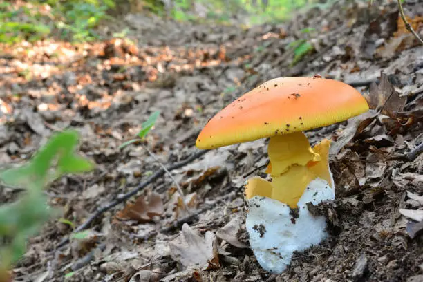 One single specimen of Amanita caesarea or Caesar"s mushroom in oak forest, copy space for text on the left, close up view