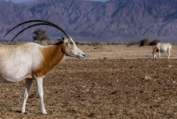 istock Antelope scimitar horn oryx (Oryx leucoryx) in the nature reserve 1197695926