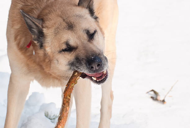 West Siberian Laika (Husky) with a stick in winter forest stock photo