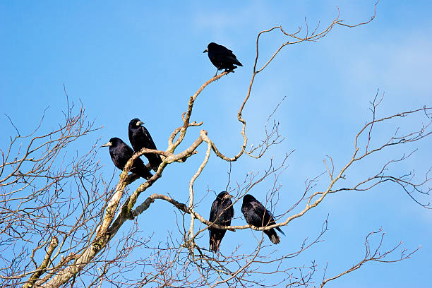 istock Group of Rooks in Tree Top Branches with Blue Sky 119769759