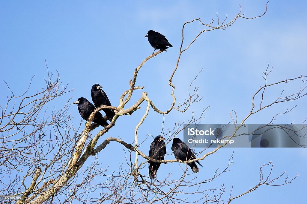 Grupa Rooks w góry gałęzie drzewa z błękitnego nieba - Zbiór zdjęć royalty-free (Bez ludzi)