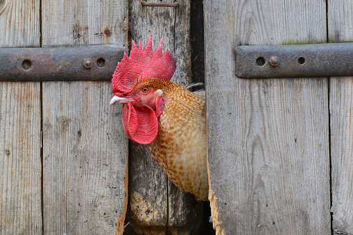 Rooster looks through the crack in the shed door.