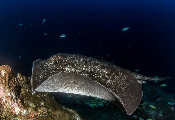 istock Stingray at Cocos Island 1197698718