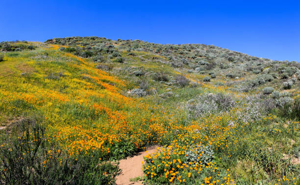 istock wild flowers on a hillside 1197698933