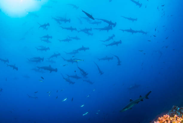 istock Hammerhead Shark at Cocos Island, Costa Rica 1197699211