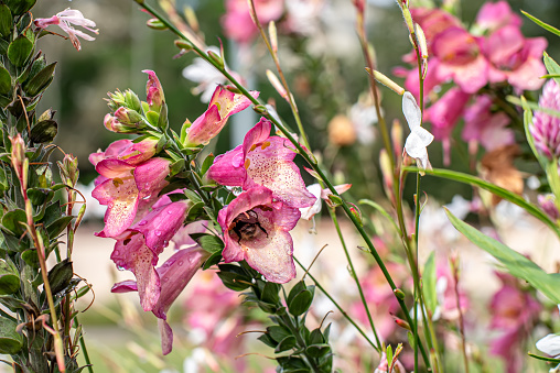 Pink snapdragon flowers surrounded by lilac flowers in summer public garden