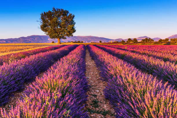 istock Provence, France. 1197701983