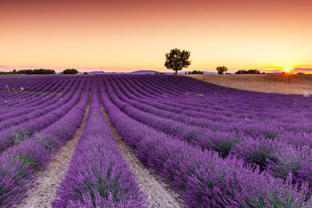 istock Provence, France. 1197701987