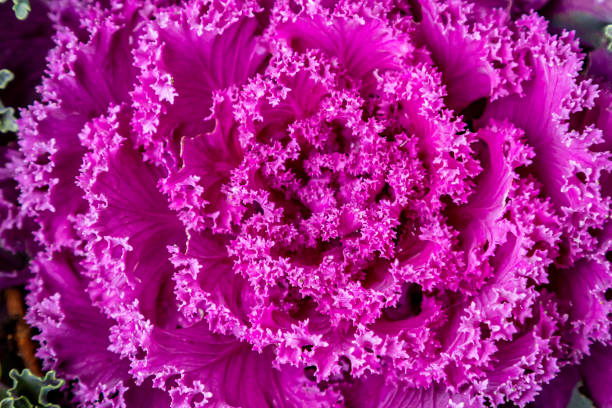 istock An Ornamental Cabbage Plant 1197704131