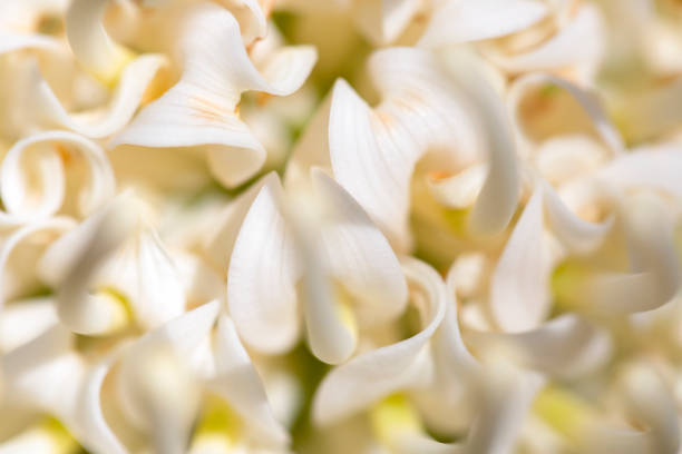 istock Closeup white Protea, beautiful nature background with copy space 1197705802