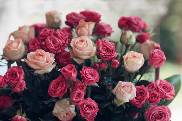 istock Small buds of white  and pink  rose tinted 1197705908