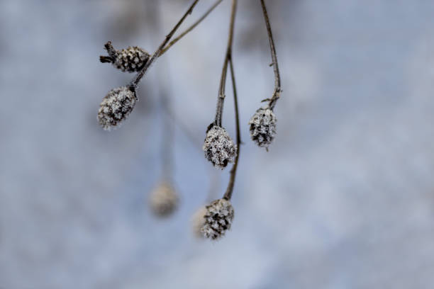 istock Dry Frozen Plants In December 1197705925