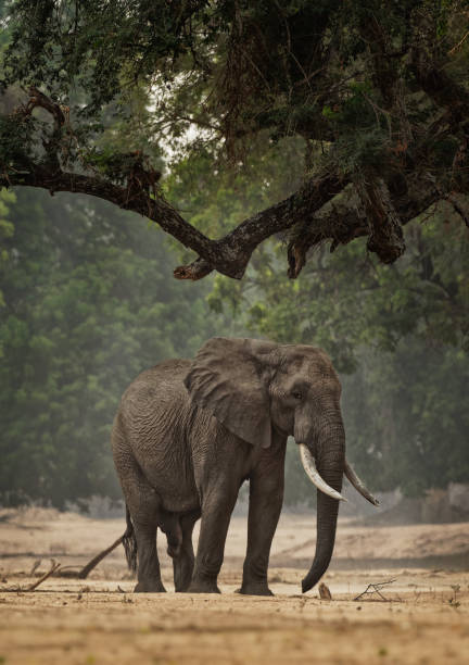 african bush elephant - loxodonta africana w parku narodowym mana pools w zimbabwe, stojąc w zielonym lesie i jedząc lub szukając liści - hwange national park zdjęcia i obrazy z banku zdjęć