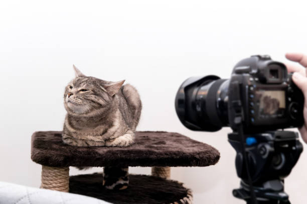 istock kitty in the studio does not want to be photographed 1197706896