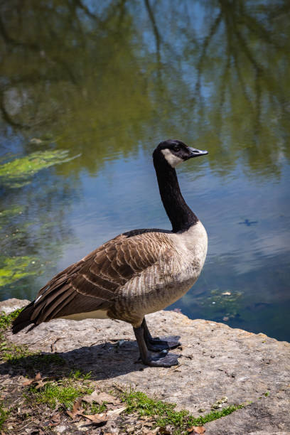 istock Canada Goose, one bird, standing at water edge, looking right 1197707747