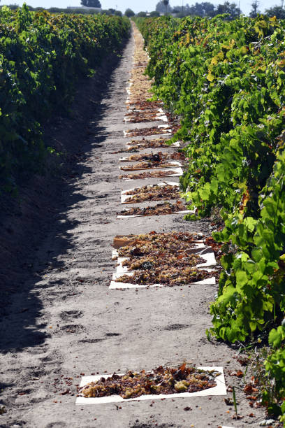 raisin disposé dans une rangée pour sécher - sultana california photos et images de collection