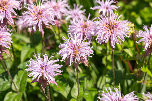 primo primo posto di fiori di beebalm orientale rosa chiaro con un'ape che raccoglie polline - beebalm foto e immagini stock