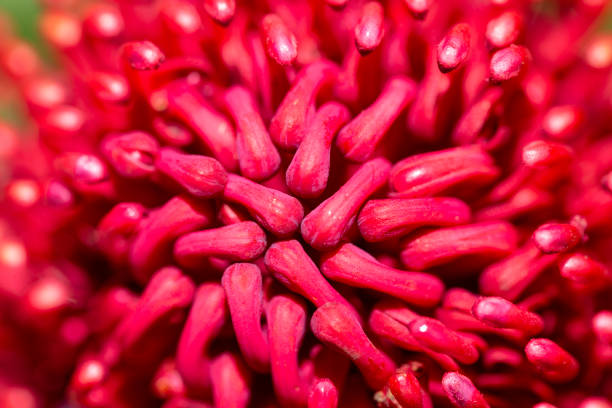 istock Closeup red Protea, beautiful nature background with copy space 1197707938