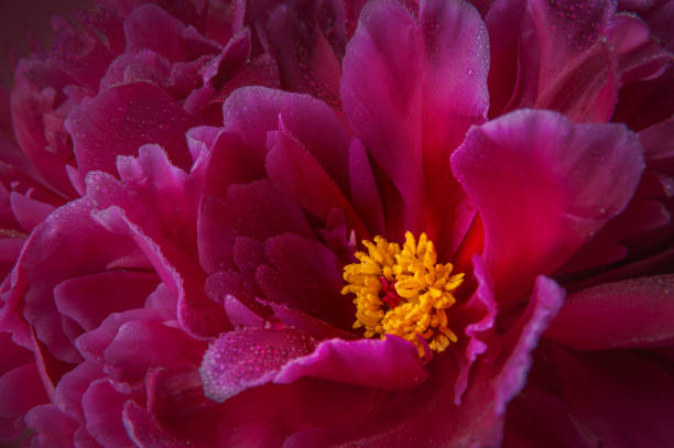 Fleur de pivoine rouge - Photo