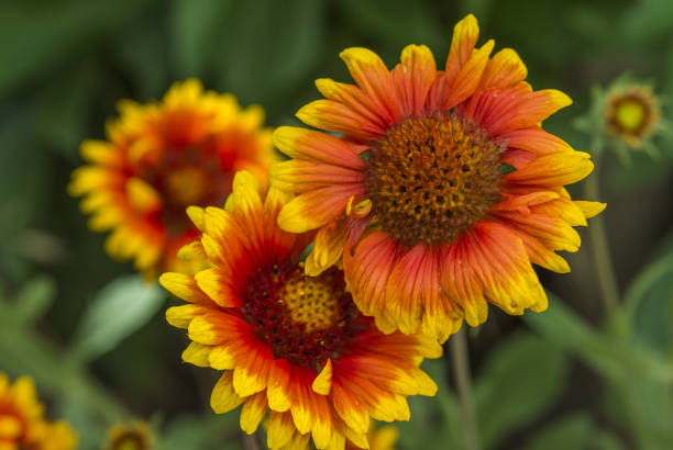 Flowers of Gaillardia stock photo