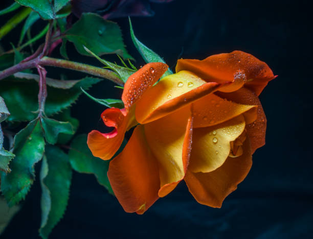 Fleur de rose orange - Photo