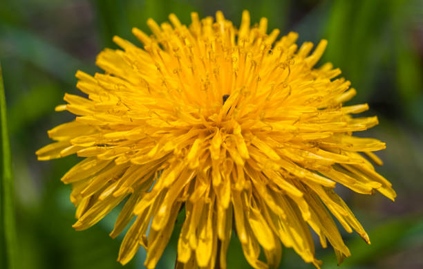 Dandelion flower stock photo