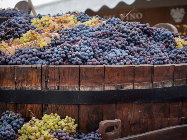istock White and black grapes harvested in a typical wooden vat. 1197709909