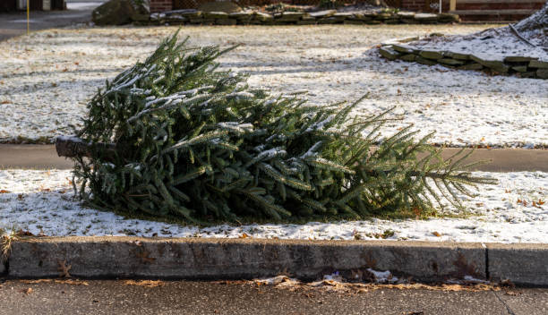 Christmas trees in Trash American Family Christmas tree on street curbs for trash pick up representing consumerism and the throw-away culture curb photos stock pictures, royalty-free photos & images