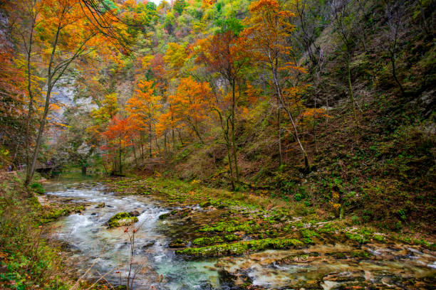 istock Autumn landscape in the wild river gorge 1197710722