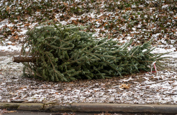 Christmas trees in Trash stock photo