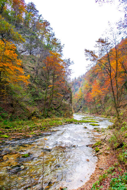 istock Autumn landscape in the wild river gorge 1197710854