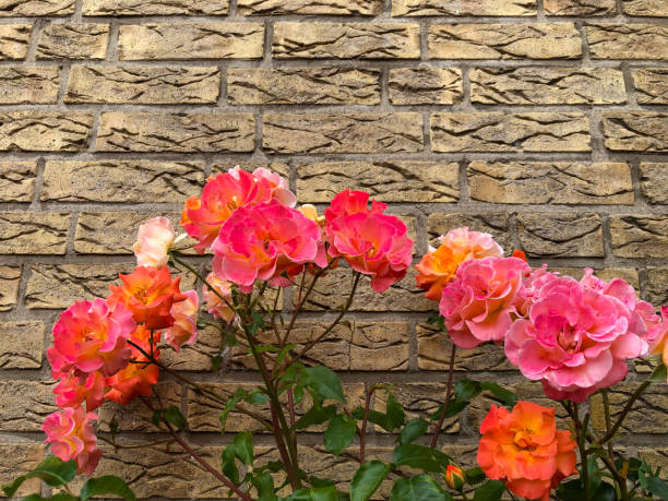 istock Orange and pink roses 1197710884