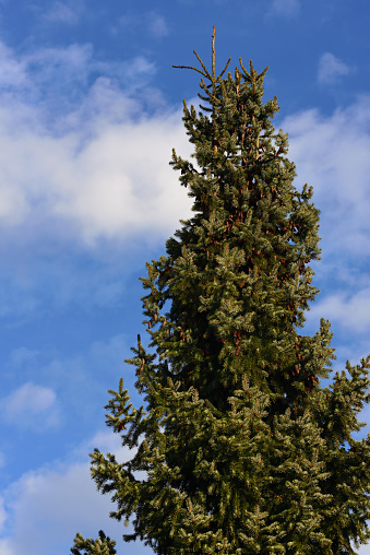 The top of a green spruce with spruce cones against a blue sky with clouds in nature