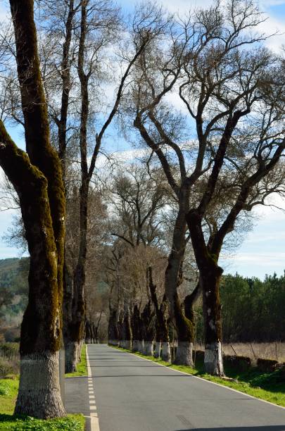 istock Road between Castelo de Vide and Marvao 1197711880