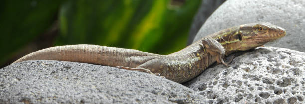 istock Beautiful lizard relaxing on volcanic lava stones. 1197712387