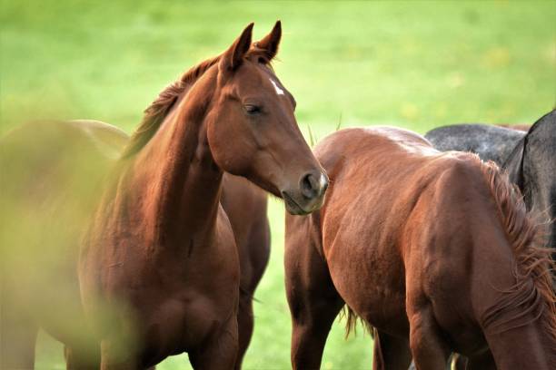 istock Wild horses in Wyoming 1197713009