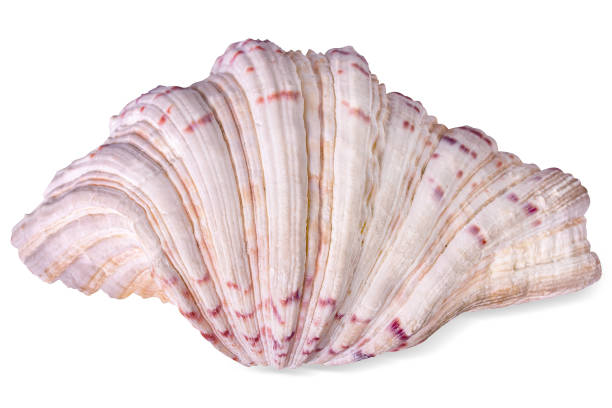 istock White big spotted sea shell on white background. 1197713036