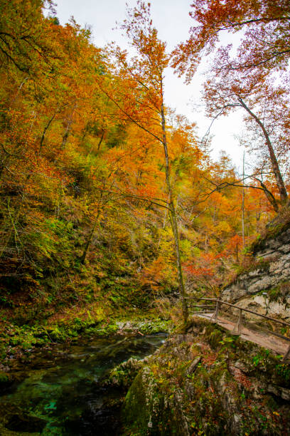 istock Autumn landscape in the wild river gorge 1197713156
