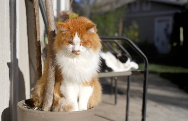 istock Long-haired orange and white cat in a plant pot 1197715154