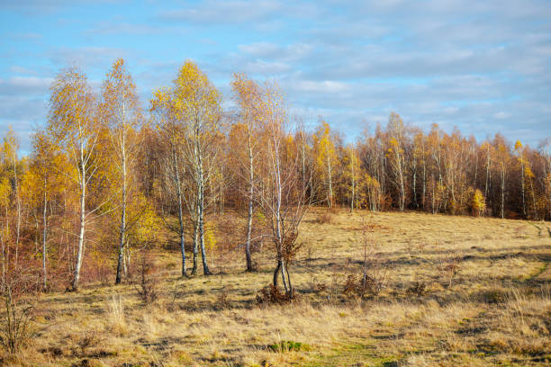 istock Birch trees at the sunrise 1197716187