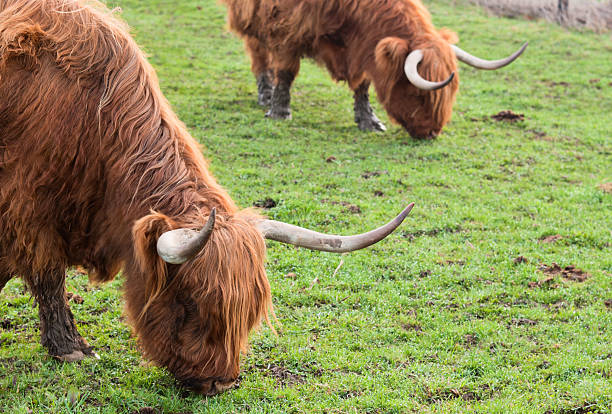 Grazing yaks stock photo