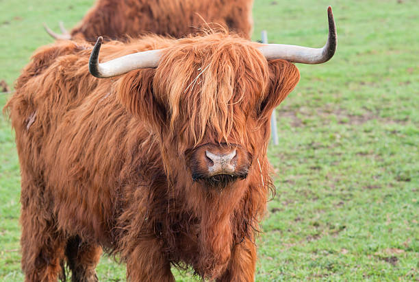 Grazing yak stock photo