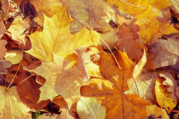 autumn yellow orange leaves