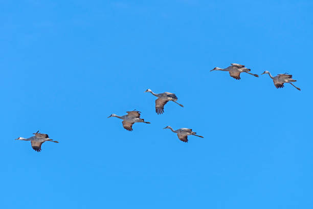 istock Sandhill Cranes Flying in Formation 1197719643