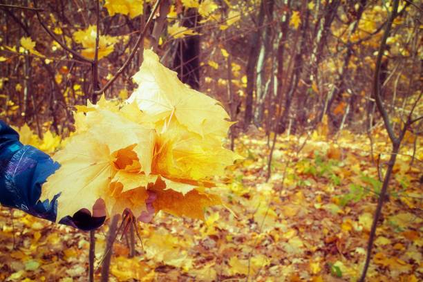 autumn yellow orange leaves