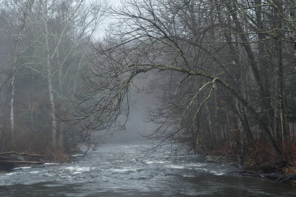 baum bogen sich im winternebel über den fluss - whitewater stretch stock-fotos und bilder